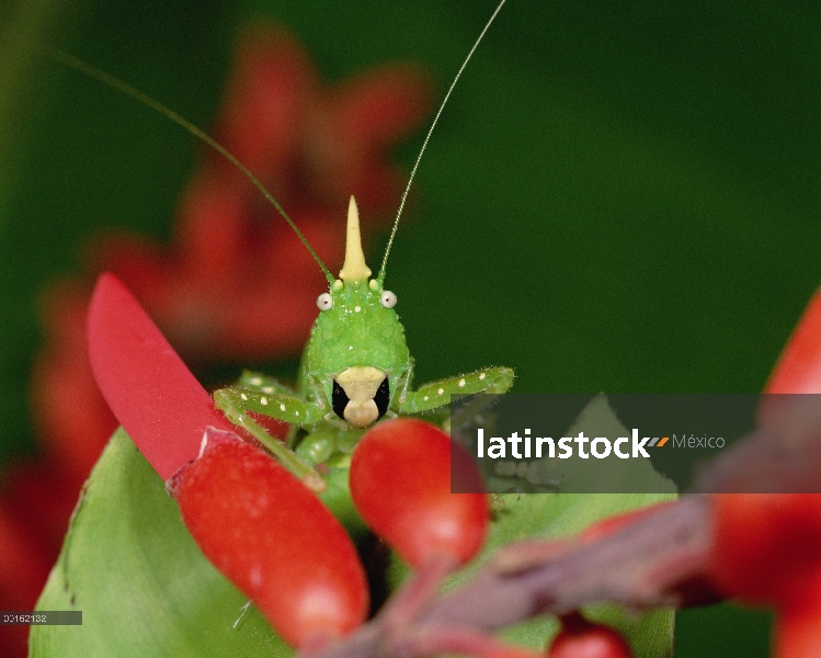 Spearbearer de rinoceronte (rhinoceros Copiphora), América Central