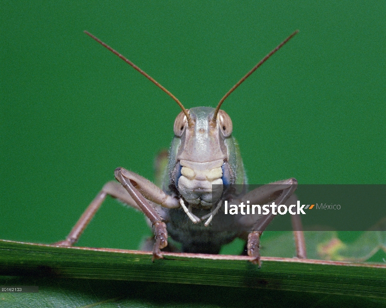 Langosta migratoria (Locusta migratoria) en el borde de la hoja, cerrar, vista, Shiga, Japón