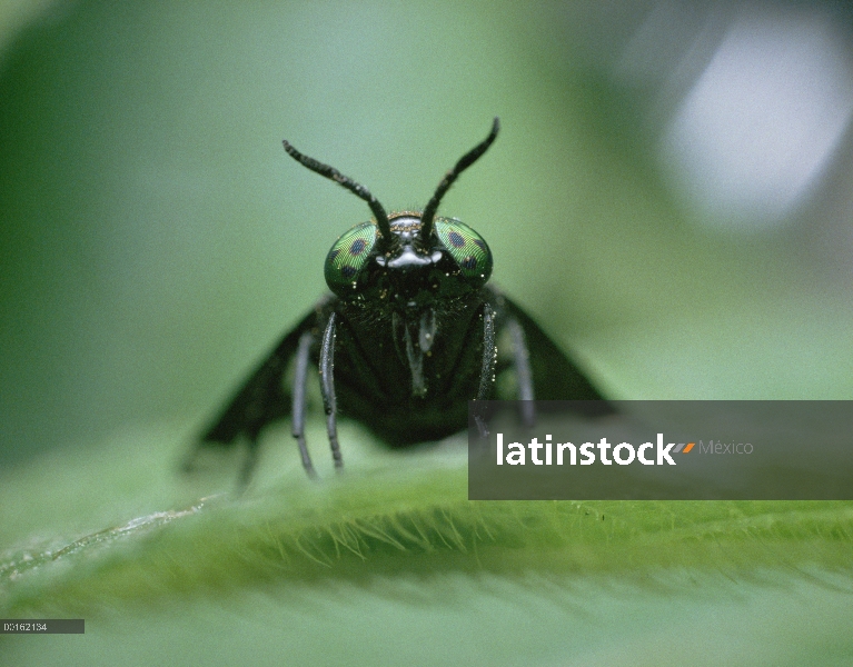 Avispa (Chrysops suavis) cerca de la cabeza, Shiga, Japón