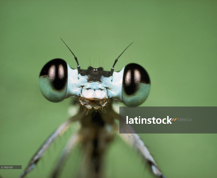 Esmeralda, caballitos del diablo (Lestes sponsa) cerca retrato