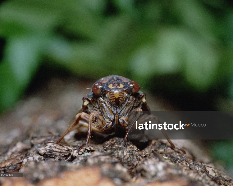 Gran marrón cigarra (Graptopsaltria nigrofuscata) en el registro, cerrar, vista, Shiga, Japón