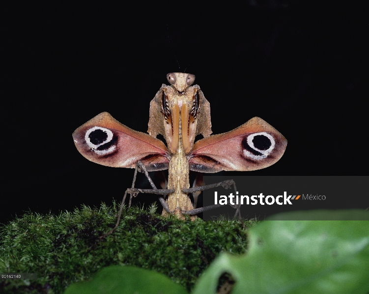 Mantis hoja muerta Malasia (Deroplatys desiccata), Asia