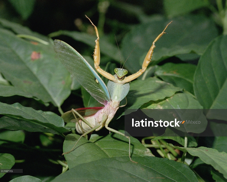 Mantis religiosa, Asia