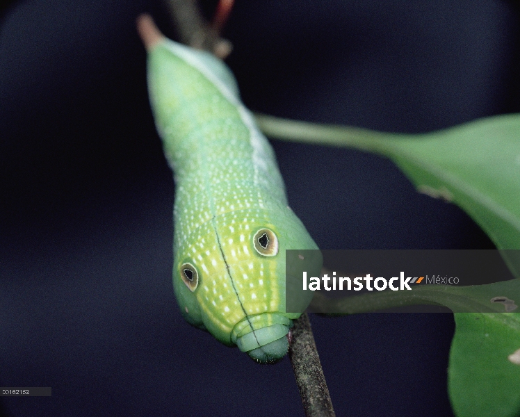 Oruga de polilla halcón (Theretra oldenlandiae) Impatiens mostrando falsas ojo puntos, América Centr