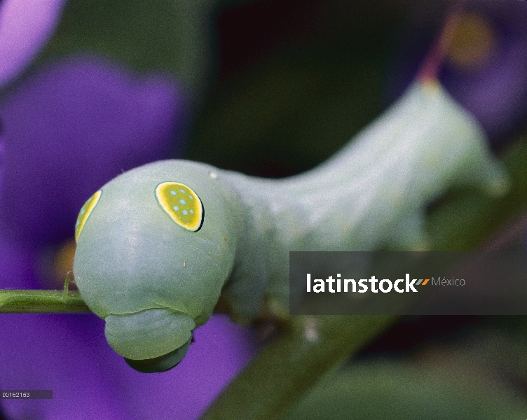 Oruga de polilla halcón (Theretra oldenlandiae) Impatiens mostrando falsas ojo puntos, América Centr