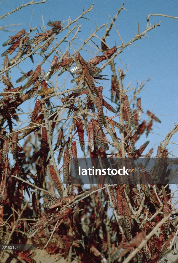 Grupo de lucha contra la langosta (Schistocerca gregaria) del desierto de espino, África