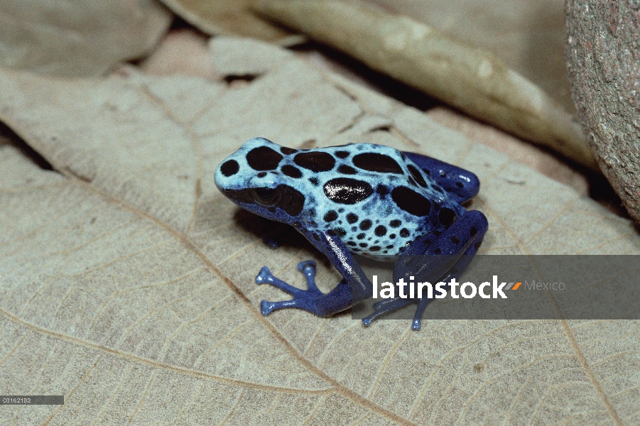 Blue Poison Dart Frog (Dendrobates azureus) muy pequeñas venenosa rana, las tribus indias utilizan v