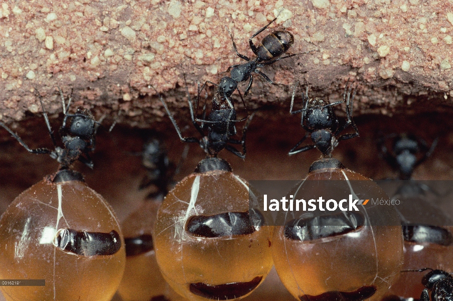 Carpintero de hormiga (Camponotus sp) repletes colgando del techo de la despensa, engorged con nécta