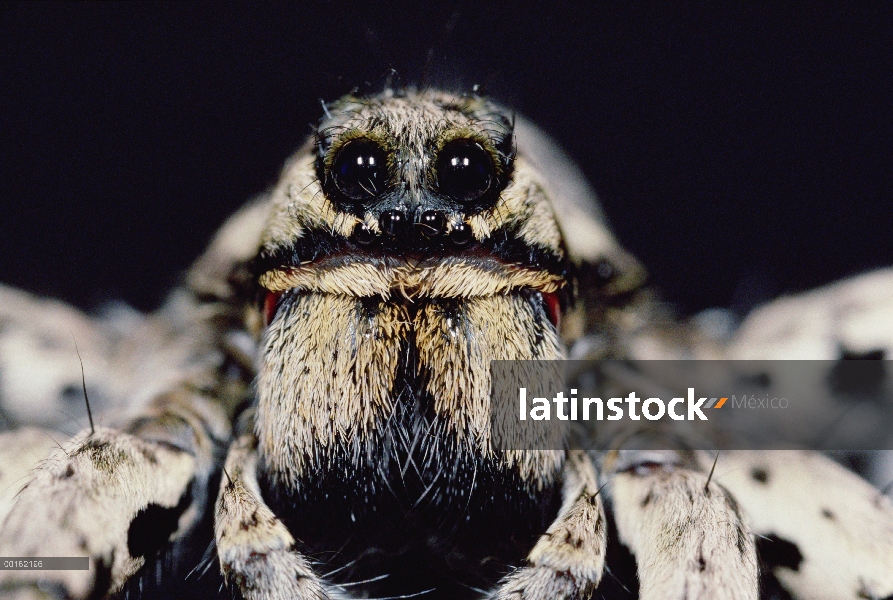 Cerca de la araña del Trapdoor, Francia