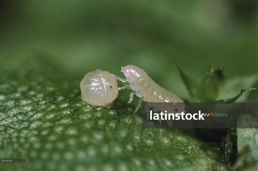 Par de Tenebrio (Armadillidium vulgare) común de los bebés, uno responde al tacto rodando en una bol