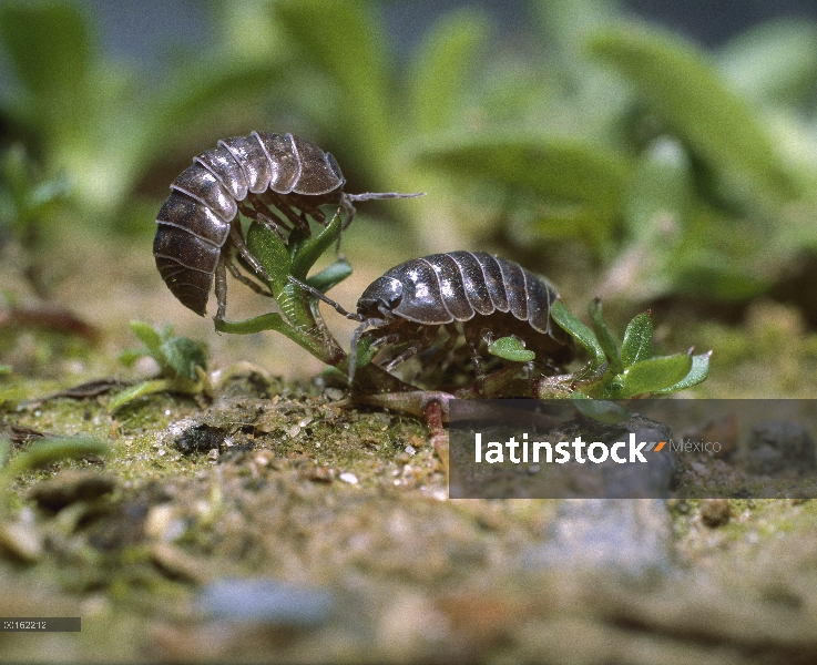 Par de Tenebrio (Armadillidium vulgare) común de los adultos en la distribución del jardín, en todo 