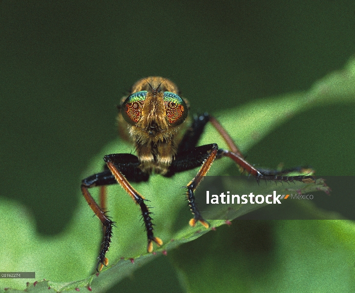 Ladrón de mosca (Promachus yesonicus) cerca retrato en hoja, Shiga, Japón