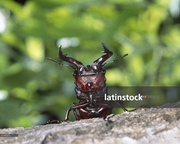 Escarabajo ciervo de sierra (Prosopocoilus inclinatus) primer plano retrato de adulto en postura def