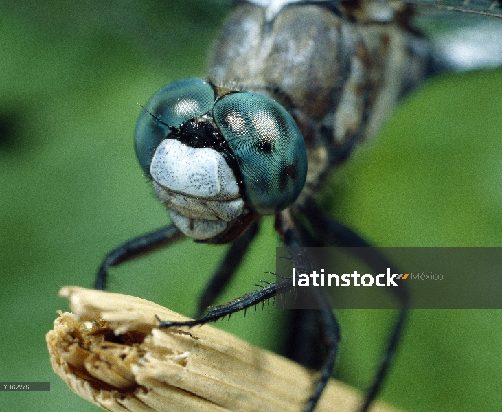 Libélula de Skimmer (Orthetrum albistylum)-cola blanca cerca posado en caña, Shiga, Japón