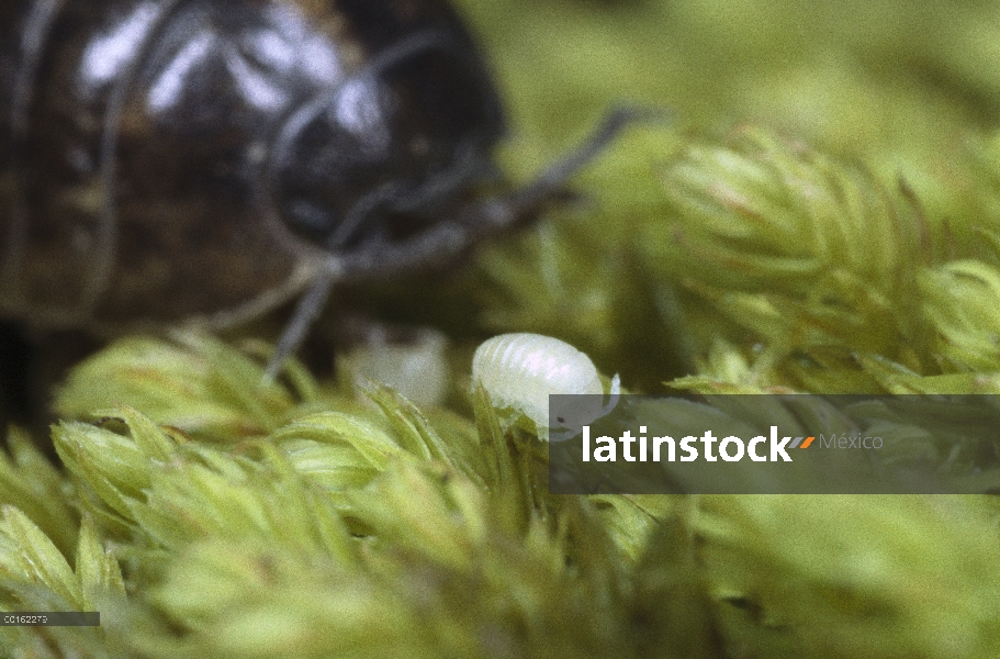 Adulto de Tenebrio (Armadillidium vulgare) común con persona joven llamado una manca de musgo, distr