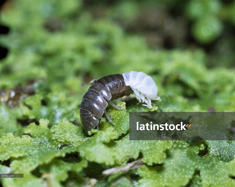 Común Tenebrio (Armadillidium vulgare) juvenil tocando a un individuo joven llamado una manca, distr