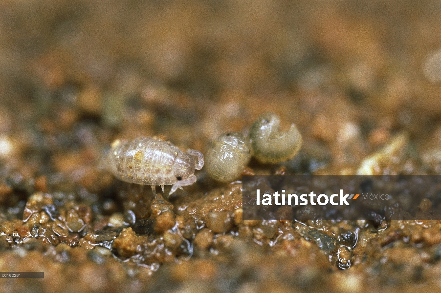 Común Tenebrio (Armadillidium vulgare) tres jóvenes, llamado manca, recientemente salido de la bolsa