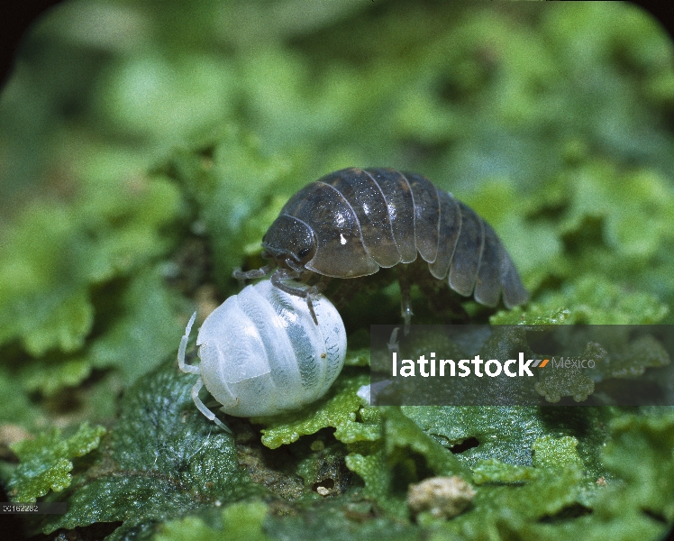 Común Tenebrio (Armadillidium vulgare) juvenil tocando un joven individual conocido como una manca q