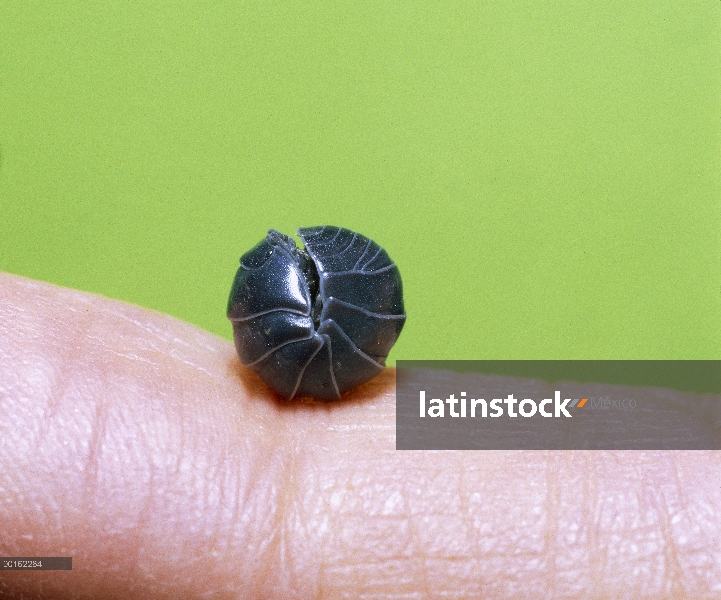 Común Tenebrio (Armadillidium vulgare) adultos en bola protectora, distribución en todo el mundo