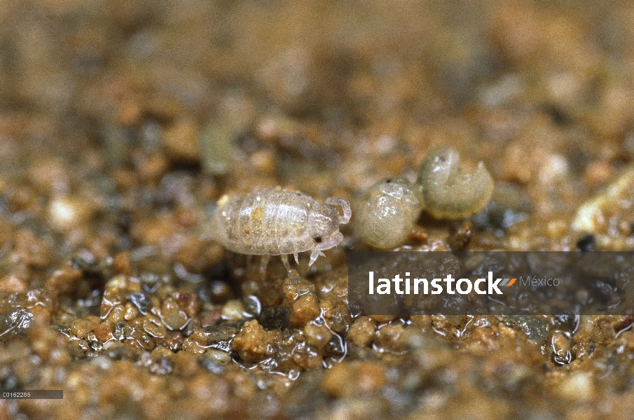 Común Tenebrio (Armadillidium vulgare) tres jóvenes, llamado manca, recientemente salido de la bolsa
