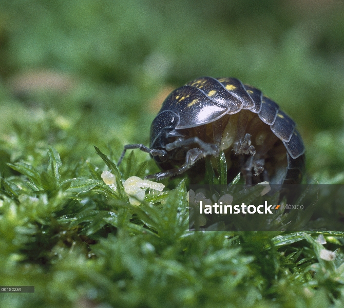 Joven llamado manca y Tenebrio (Armadillidium vulgare) madre comunes recientemente salido de la bols