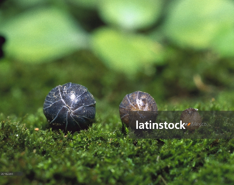 Común Tenebrio (Armadillidium vulgare) adultos, juvenil y jóvenes rueda en bolas de protección, dist