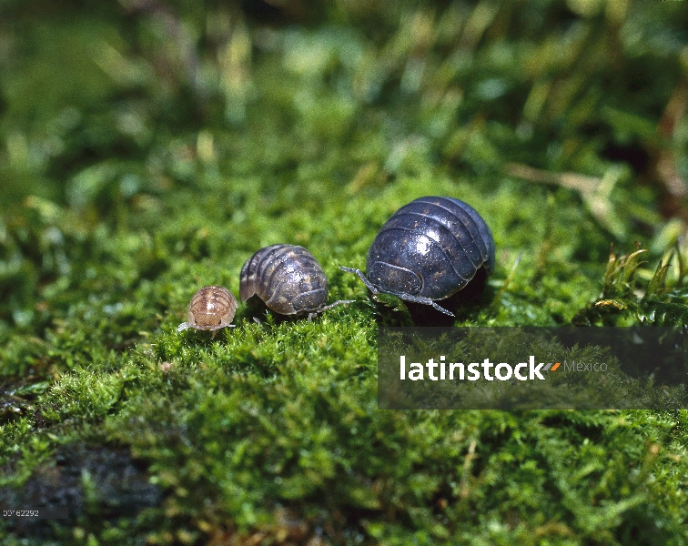 Común adulto de Tenebrio (Armadillidium vulgare), menores y jóvenes antes de lanzar bolas de protecc