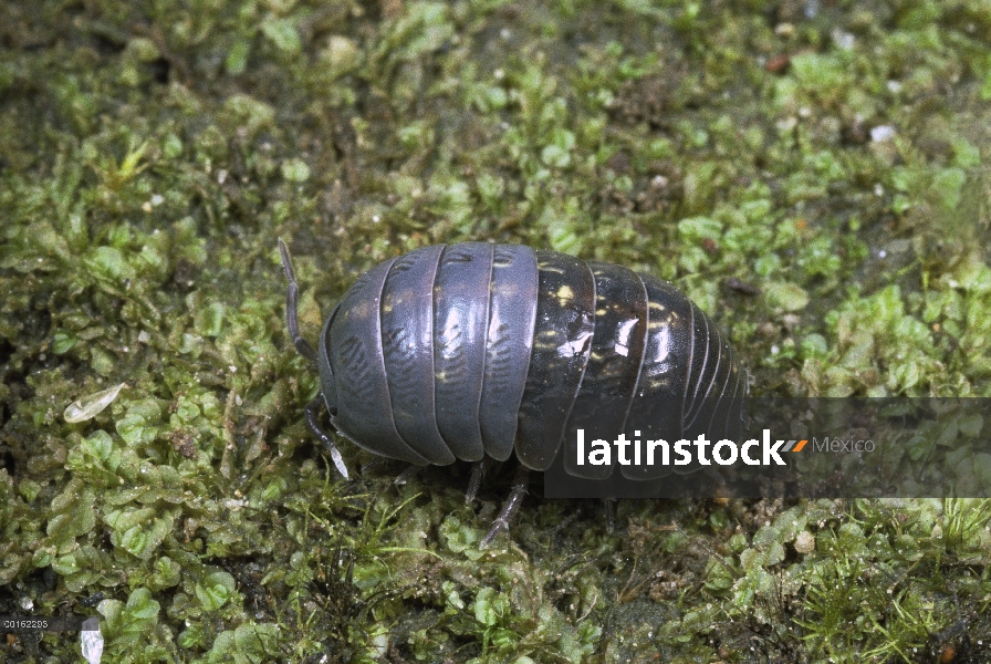 Distribución común de adulto, en todo el mundo de Tenebrio (Armadillidium vulgare)