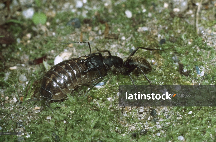 Común adulto de Tenebrio (Armadillidium vulgare) siendo comido por el lagarto, distribución en todo 