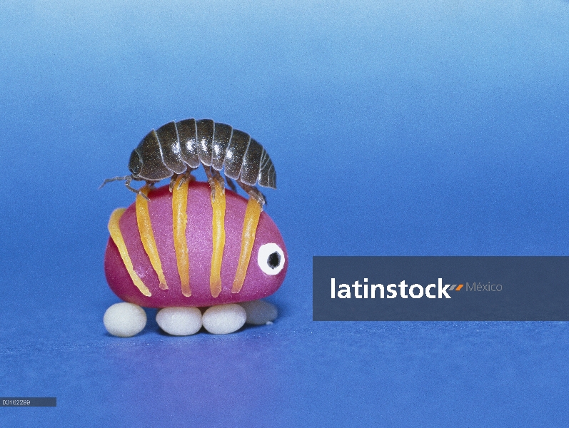 Común Tenebrio (Armadillidium vulgare) en la cima de una réplica de juguete, distribución en todo el