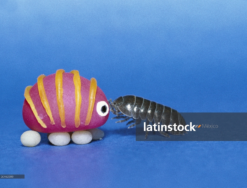 Común Tenebrio (Armadillidium vulgare) interactuando con una réplica de juguete, distribución en tod