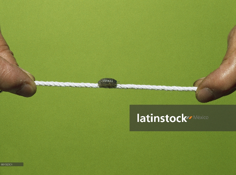 Común Tenebrio (Armadillidium vulgare) equilibrio en la cadena de distribución en todo el mundo,