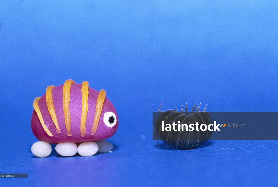 Común Tenebrio (Armadillidium vulgare) rodando en una bola al lado de una réplica de juguete, distri
