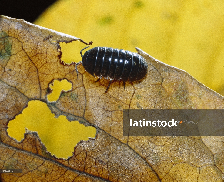 Común Tenebrio (Armadillidium vulgare) alimentándose de hojas, distribución en todo el mundo