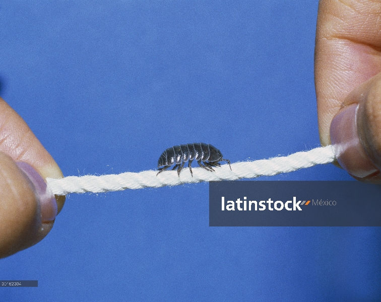 Común Tenebrio (Armadillidium vulgare) equilibrio en la cadena de distribución en todo el mundo,