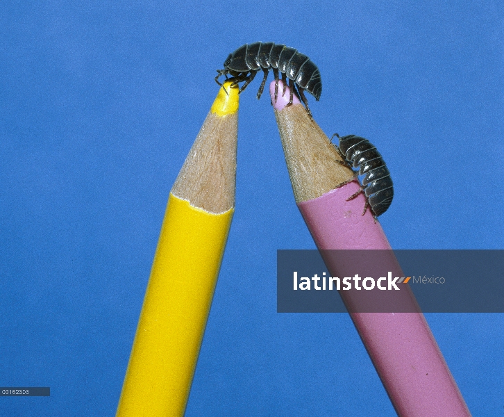 Común par de Tenebrio (Armadillidium vulgare) escalada en lápices, distribución en todo el mundo
