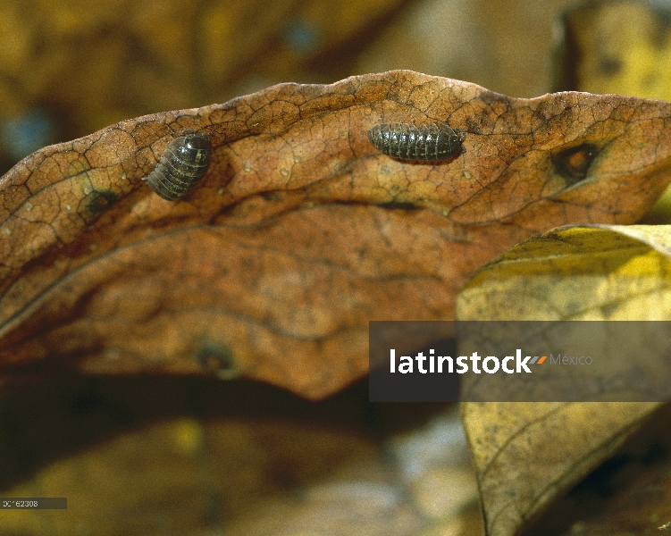 Común Tenebrio (Armadillidium vulgare) viven en el envés de las hojas, distribución en todo el mundo