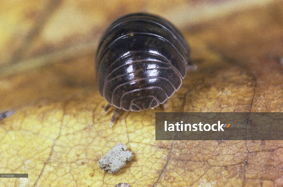 Común retrato adulto de Tenebrio (Armadillidium vulgare), distribución en todo el mundo