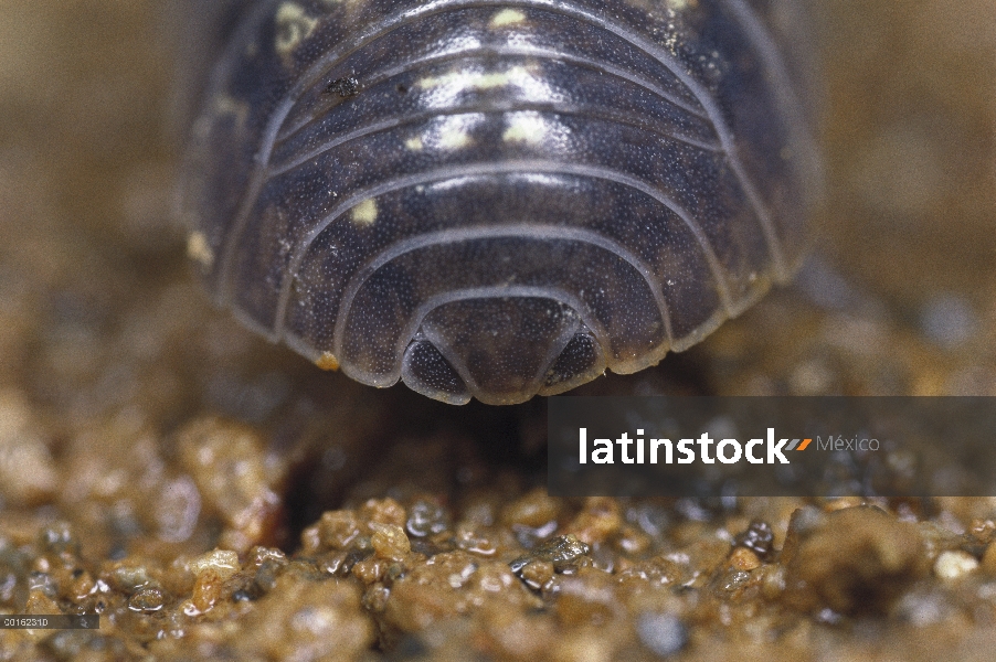 Común posterior adultos de Tenebrio (Armadillidium vulgare), distribución en todo el mundo