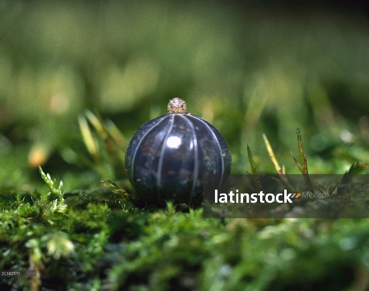 Común Tenebrio (Armadillidium vulgare) adultos en bola protectora, distribución en todo el mundo