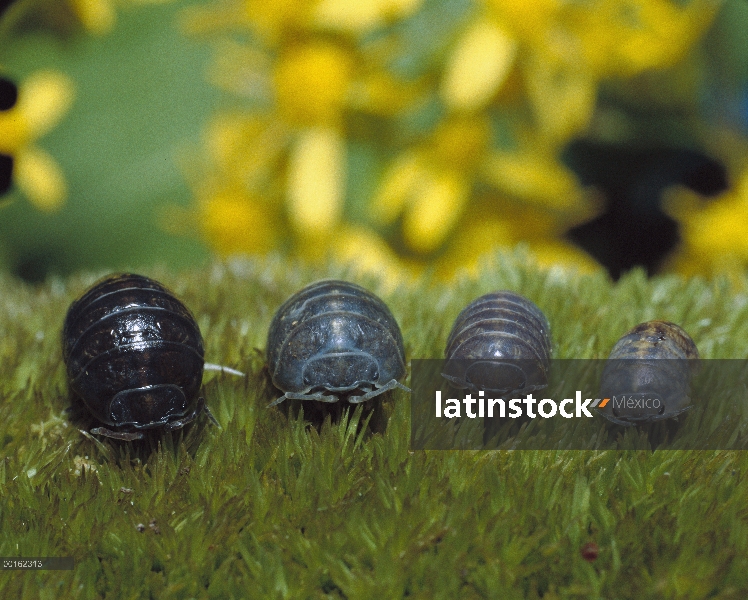 Grupo Tenebrio (Armadillidium vulgare) común de cuatro distintas edades, distribución en todo el mun