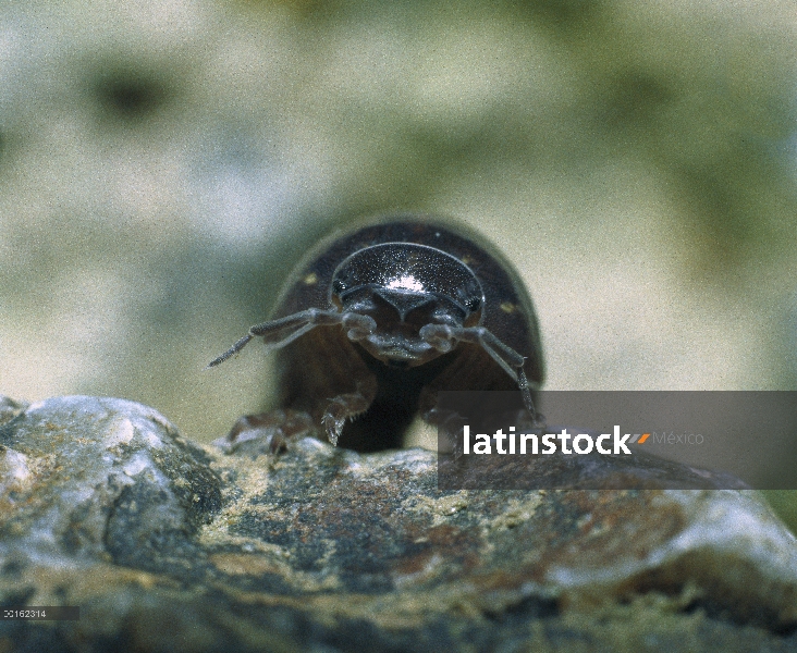 Común retrato adulto de Tenebrio (Armadillidium vulgare), distribución en todo el mundo