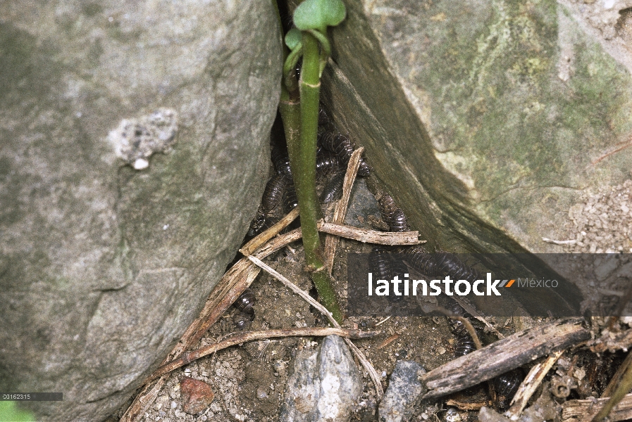 Grupo Tenebrio (Armadillidium vulgare) común en hábitat húmedo típico, distribución en todo el mundo