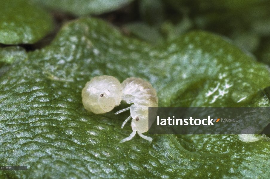 Par de Tenebrio (Armadillidium vulgare) común de los bebés de uno se enrolla en una bola, distribuci