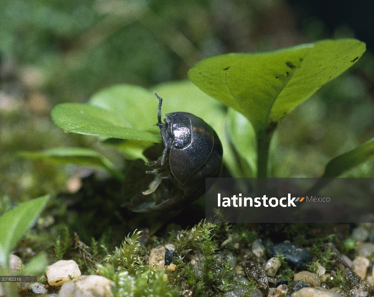 Común adulto de Tenebrio (Armadillidium vulgare) escalada en planta, distribución en todo el mundo