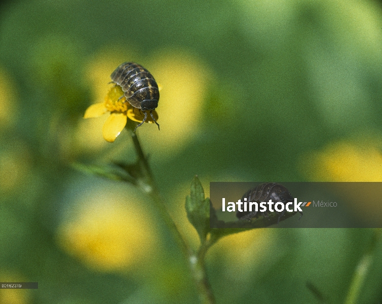 Común par de Tenebrio (Armadillidium vulgare), escalada en las plantas del jardín, distribución en t