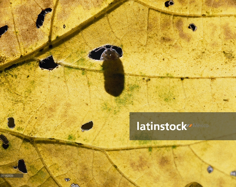 Común Tenebrio (Armadillidium vulgare) leerlo a través de un agujero de la hoja, distribución en tod