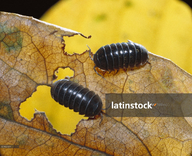 Común par de Tenebrio (Armadillidium vulgare) alimentándose de hojas, distribución en todo el mundo