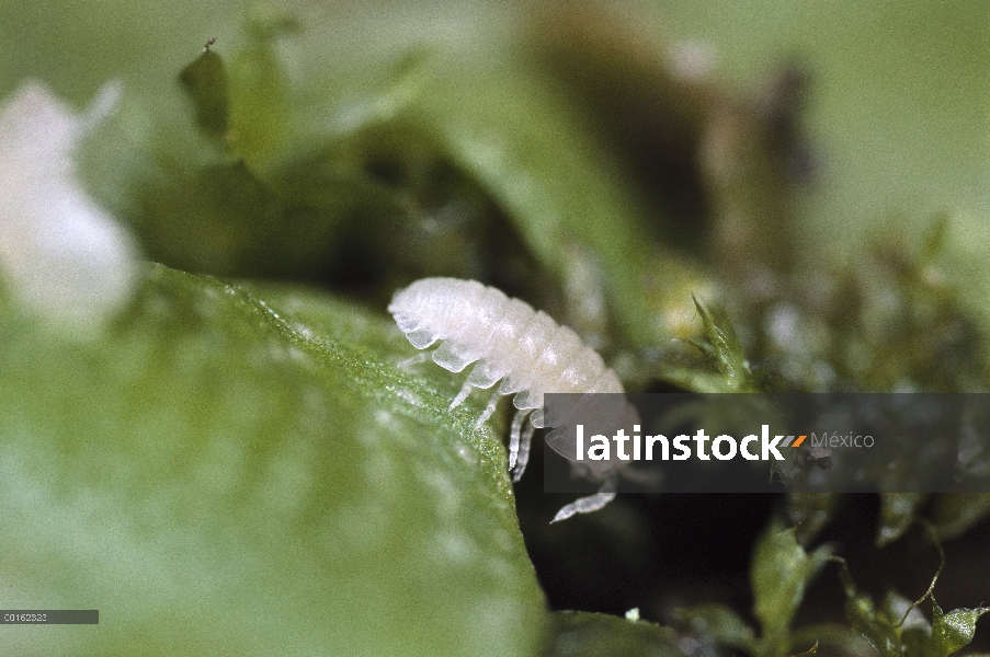 Bebé de Tenebrio (Armadillidium vulgare) común, distribución en todo el mundo
