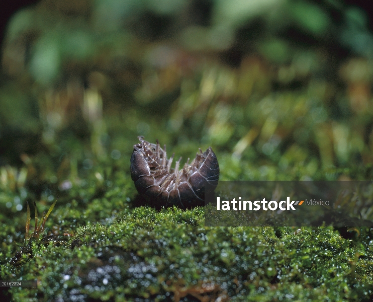 Común Tenebrio (Armadillidium vulgare) adultos rodando en bola protectora, distribución mundial, la 